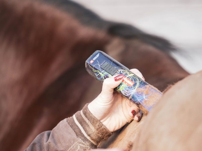 Tonte d’un cheval avec tondeuse professionnelle en location chez Cap Horse, Pays de Gex